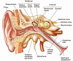 How Does Human Hearing Work?